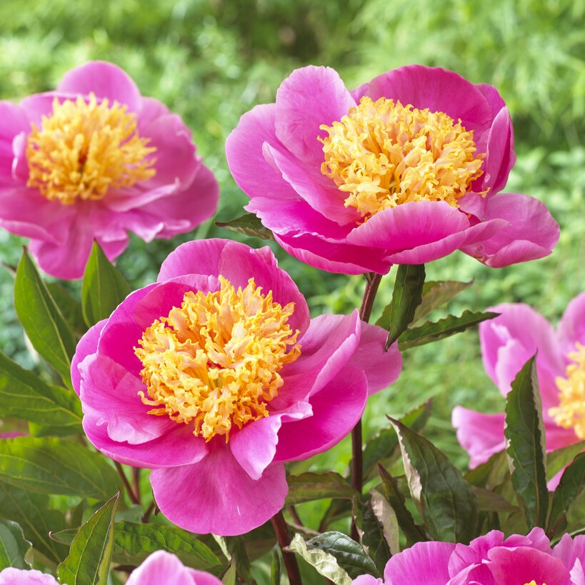 6487  Paeonia lactiflora  Doreen  I  Svenskt namn  :Luktpion  I  Krukstorlek   : SQ3  I  Förväntad Höjd  :  80 cm  I  Blomningstid :  juni-juli - 3