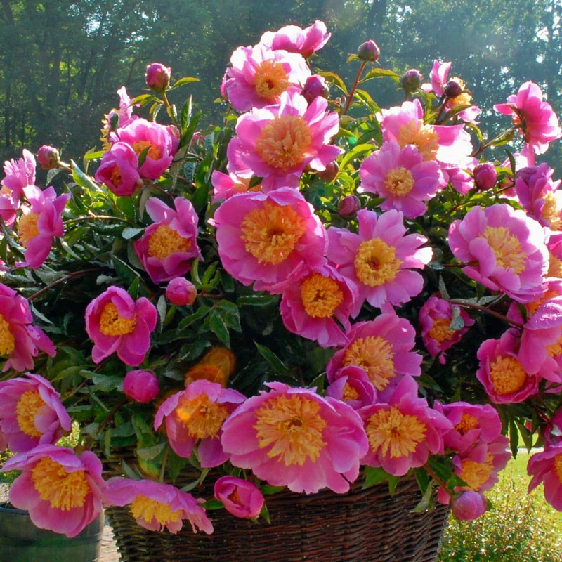 6487  Paeonia lactiflora  Doreen  I  Svenskt namn  :Luktpion  I  Krukstorlek   : SQ3  I  Förväntad Höjd  :  80 cm  I  Blomningstid :  juni-juli - 2