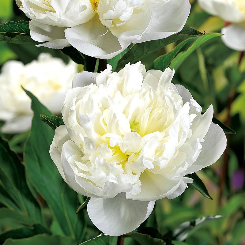 6460  Paeonia lactiflora  Duchesse de Nemours  I  Svenskt namn  :Luktpion  I  Krukstorlek   : SQ3  I  Förväntad Höjd  :  80 cm  I  Blomningstid :  juni-juli - 3