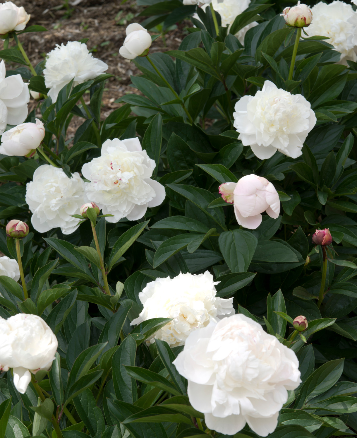 6460  Paeonia lactiflora  Duchesse de Nemours  I  Svenskt namn  :Luktpion  I  Krukstorlek   : SQ3  I  Förväntad Höjd  :  80 cm  I  Blomningstid :  juni-juli - 2