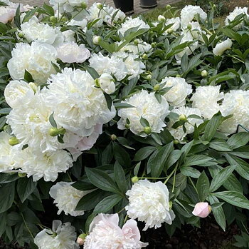 6460  Paeonia lactiflora  Duchesse de Nemours  I  Svenskt namn  :Luktpion  I  Krukstorlek   : SQ3  I  Förväntad Höjd  :  80 cm  I  Blomningstid :  juni-juli