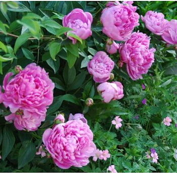 6472  Paeonia lactiflora  Edulis Superba  I  Svenskt namn  :Luktpion  I  Krukstorlek   : SQ3  I  Förväntad Höjd  :  90 cm  I  Blomningstid :  juni-juli