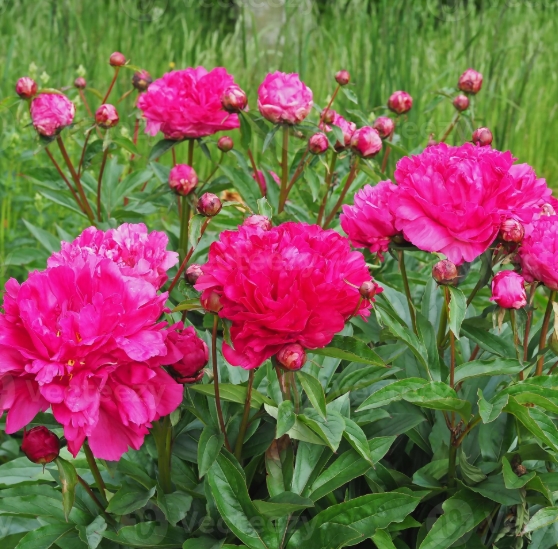 6465  Paeonia lactiflora  Felix Crousse  I  Svenskt namn  :Luktpion  I  Krukstorlek   : SQ3  I  Förväntad Höjd  :  80 cm  I  Blomningstid :  juni-juli