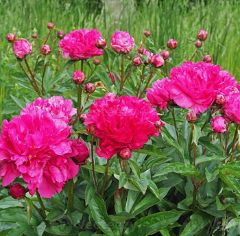 6465  Paeonia lactiflora  Felix Crousse  I  Svenskt namn  :Luktpion  I  Krukstorlek   : SQ3  I  Förväntad Höjd  :  80 cm  I  Blomningstid :  juni-juli