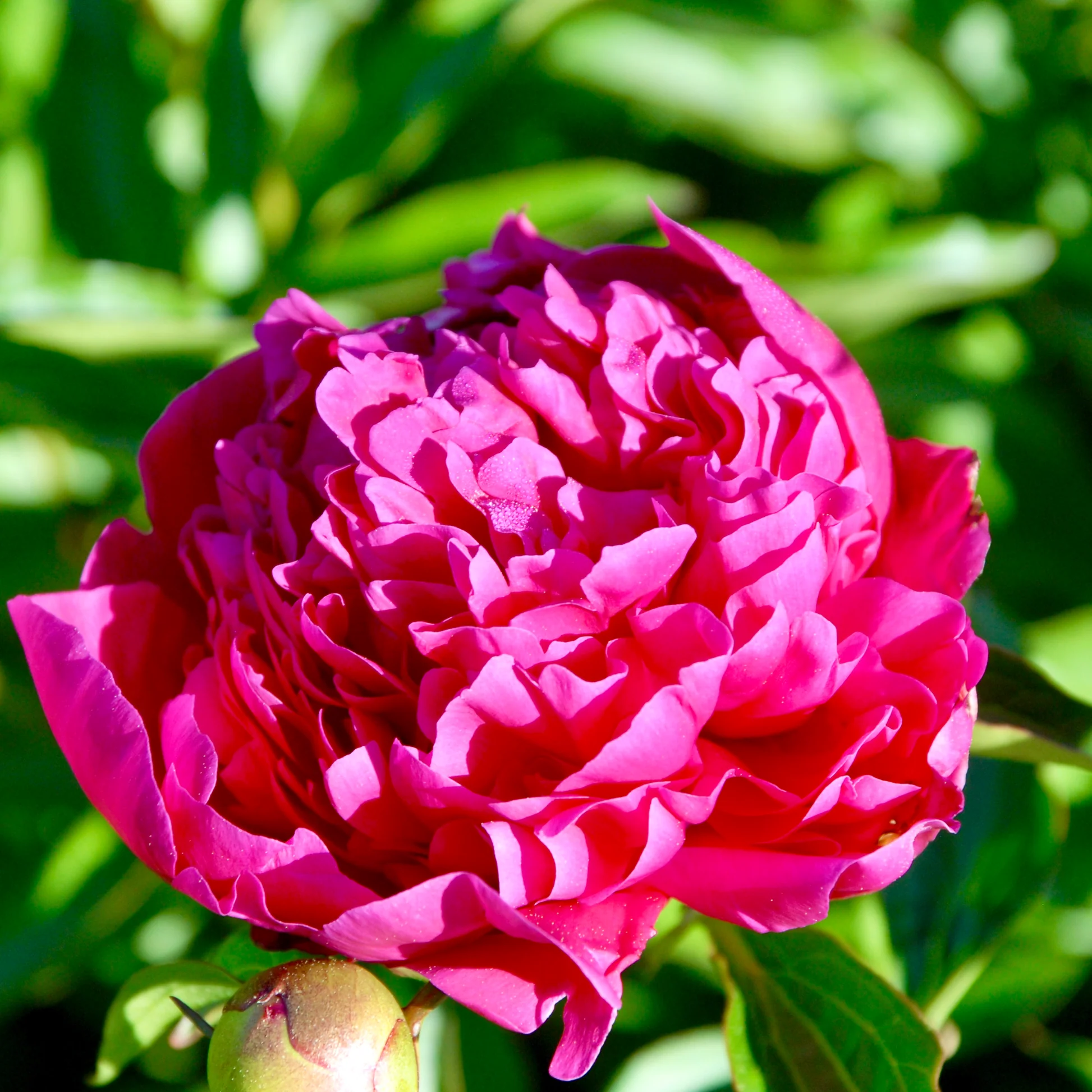 6465  Paeonia lactiflora  Felix Crousse  I  Svenskt namn  :Luktpion  I  Krukstorlek   : SQ3  I  Förväntad Höjd  :  80 cm  I  Blomningstid :  juni-juli - 2