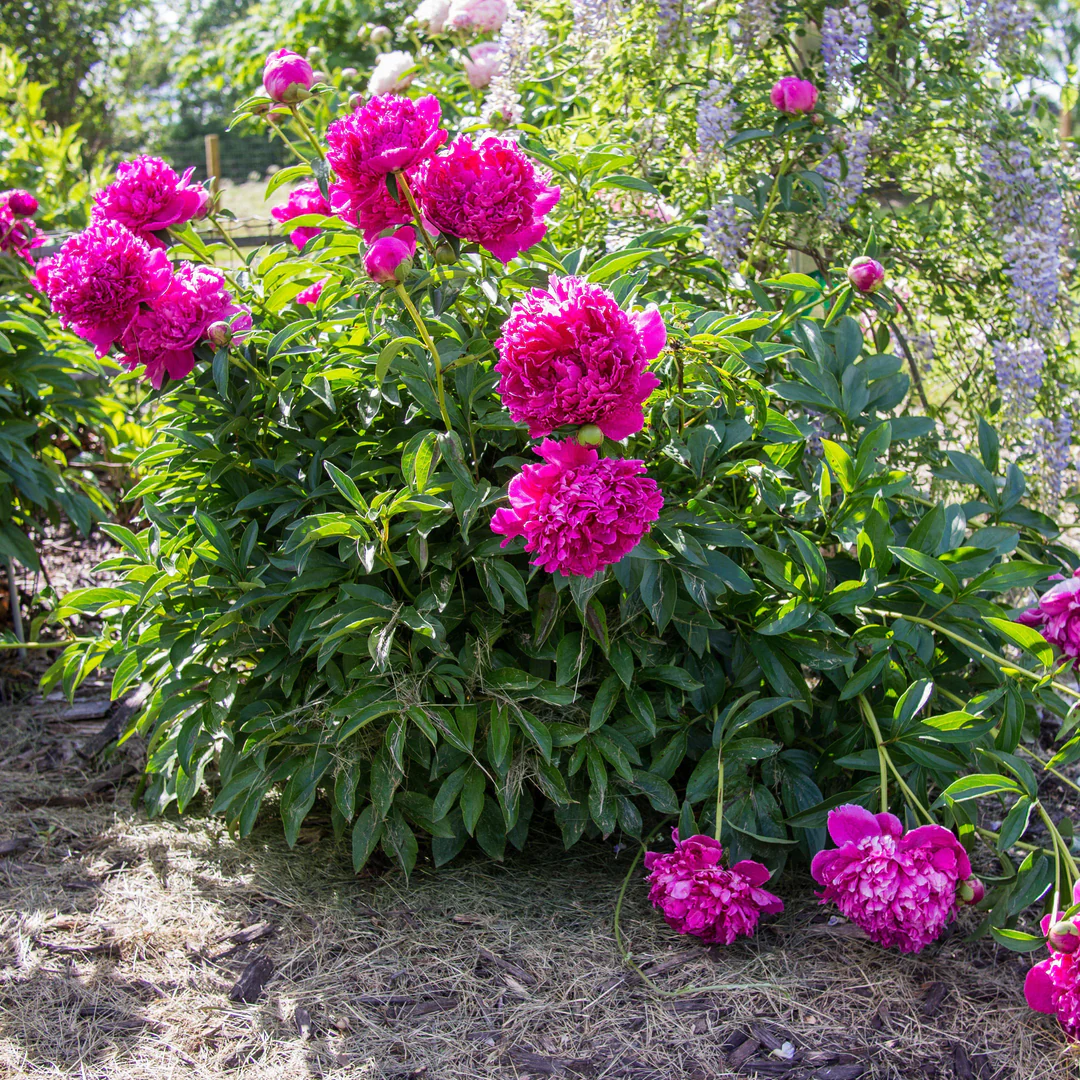 6465  Paeonia lactiflora  Felix Crousse  I  Svenskt namn  :Luktpion  I  Krukstorlek   : SQ3  I  Förväntad Höjd  :  80 cm  I  Blomningstid :  juni-juli - 3