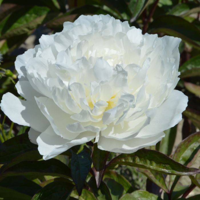 6470  Paeonia lactiflora  Festiva Maxima  I  Svenskt namn  :Luktpion  I  Krukstorlek   : SQ3  I  Förväntad Höjd  :  80 cm  I  Blomningstid :  juni-juli - 2