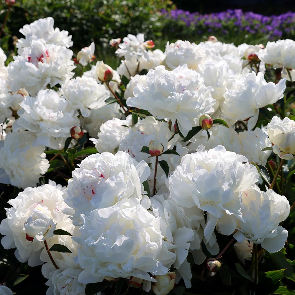 6470  Paeonia lactiflora  Festiva Maxima  I  Svenskt namn  :Luktpion  I  Krukstorlek   : SQ3  I  Förväntad Höjd  :  80 cm  I  Blomningstid :  juni-juli - 3