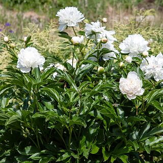 6470  Paeonia lactiflora  Festiva Maxima  I  Svenskt namn  :Luktpion  I  Krukstorlek   : SQ3  I  Förväntad Höjd  :  80 cm  I  Blomningstid :  juni-juli