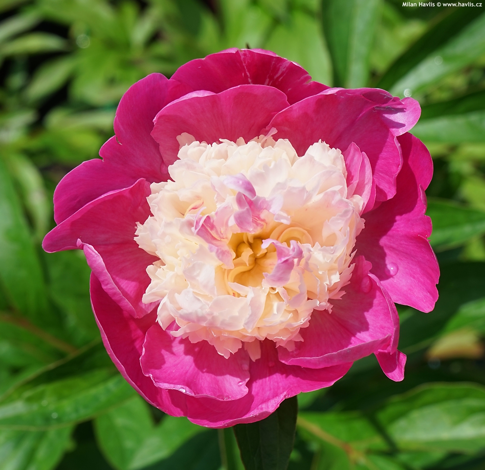 6477  Paeonia lactiflora  Gay Paree  I  Svenskt namn  :Luktpion  I  Krukstorlek   : SQ3  I  Förväntad Höjd  :  80 cm  I  Blomningstid :  juni-juli - 2