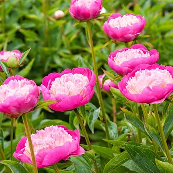 6477  Paeonia lactiflora  Gay Paree  I  Svenskt namn  :Luktpion  I  Krukstorlek   : SQ3  I  Förväntad Höjd  :  80 cm  I  Blomningstid :  juni-juli