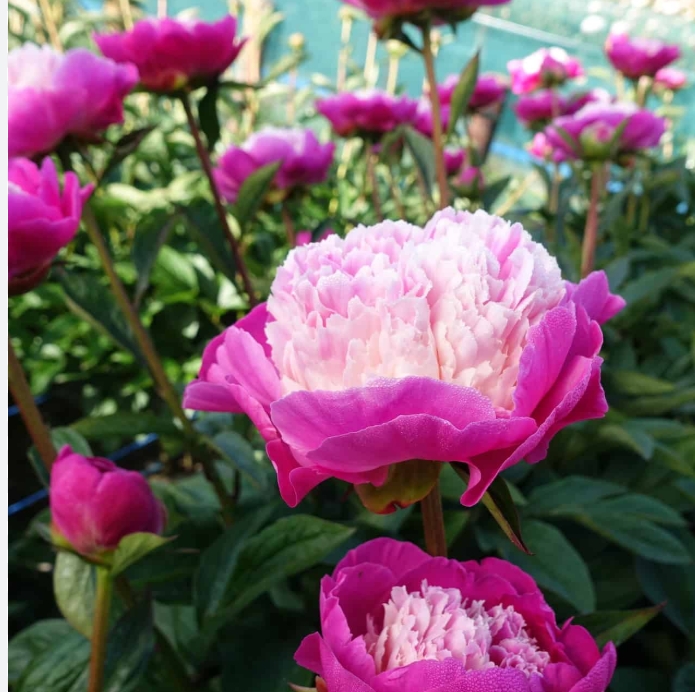 6477  Paeonia lactiflora  Gay Paree  I  Svenskt namn  :Luktpion  I  Krukstorlek   : SQ3  I  Förväntad Höjd  :  80 cm  I  Blomningstid :  juni-juli - 3