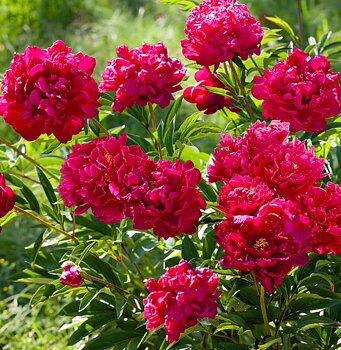 6475  Paeonia lactiflora  Inspecteur Lavergne  I  Svenskt namn  :Luktpion  I  Krukstorlek   : SQ3  I  Förväntad Höjd  :  90 cm  I  Blomningstid :  juni-juli