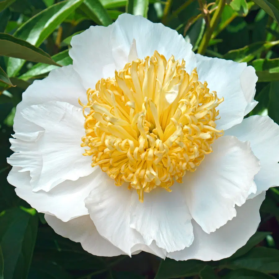 6474  Paeonia lactiflora  Jan van Leeuwen  I  Svenskt namn  :Luktpion  I  Krukstorlek   : SQ3  I  Förväntad Höjd  :  80 cm  I  Blomningstid :  juni-juli - 3