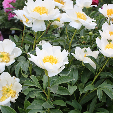 6474  Paeonia lactiflora  Jan van Leeuwen  I  Svenskt namn  :Luktpion  I  Krukstorlek   : SQ3  I  Förväntad Höjd  :  80 cm  I  Blomningstid :  juni-juli - 2