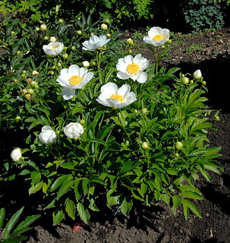 6474  Paeonia lactiflora  Jan van Leeuwen  I  Svenskt namn  :Luktpion  I  Krukstorlek   : SQ3  I  Förväntad Höjd  :  80 cm  I  Blomningstid :  juni-juli