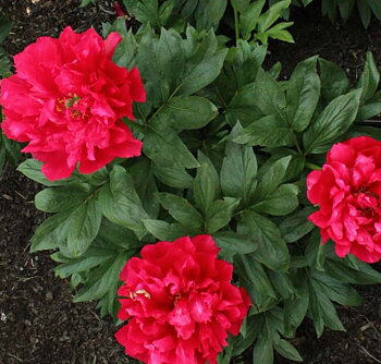 6534  Paeonia lactiflora  Joyce Ellen  I  Svenskt namn  :Luktpion  I  Krukstorlek   : SQ3  I  Förväntad Höjd  :  70 cm  I  Blomningstid :  juni-juli