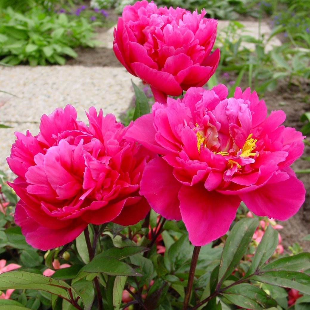 6480  Paeonia lactiflora  Karl Rosenfield  I  Svenskt namn  :Luktpion  I  Krukstorlek   : SQ3  I  Förväntad Höjd  :  80 cm  I  Blomningstid :  juni-juli - 3