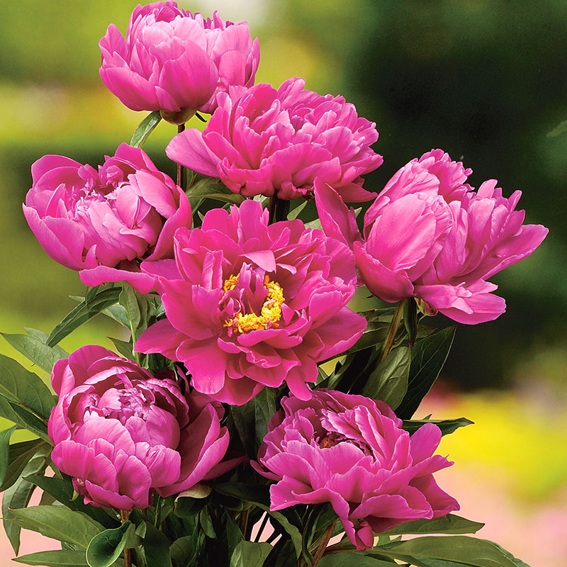 6480  Paeonia lactiflora  Karl Rosenfield  I  Svenskt namn  :Luktpion  I  Krukstorlek   : SQ3  I  Förväntad Höjd  :  80 cm  I  Blomningstid :  juni-juli - 2