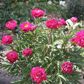 6480  Paeonia lactiflora  Karl Rosenfield  I  Svenskt namn  :Luktpion  I  Krukstorlek   : SQ3  I  Förväntad Höjd  :  80 cm  I  Blomningstid :  juni-juli