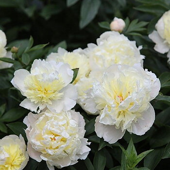 6492  Paeonia lactiflora  Laura Dessert  I  Svenskt namn  :Luktpion  I  Krukstorlek   : SQ3  I  Förväntad Höjd  :  80 cm  I  Blomningstid :  juni-juli