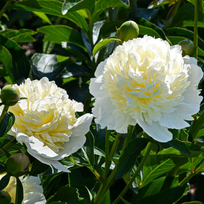 6492  Paeonia lactiflora  Laura Dessert  I  Svenskt namn  :Luktpion  I  Krukstorlek   : SQ3  I  Förväntad Höjd  :  80 cm  I  Blomningstid :  juni-juli - 2
