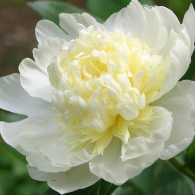 6492  Paeonia lactiflora  Laura Dessert  I  Svenskt namn  :Luktpion  I  Krukstorlek   : SQ3  I  Förväntad Höjd  :  80 cm  I  Blomningstid :  juni-juli - 3