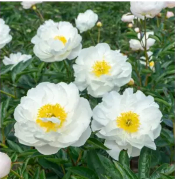 6536  Paeonia lactiflora  Miss America  I  Svenskt namn  :Luktpion  I  Krukstorlek   : SQ3  I  Förväntad Höjd  :  90 cm  I  Blomningstid :  juni-juli