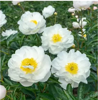 6536  Paeonia lactiflora  Miss America  I  Svenskt namn  :Luktpion  I  Krukstorlek   : SQ3  I  Förväntad Höjd  :  90 cm  I  Blomningstid :  juni-juli