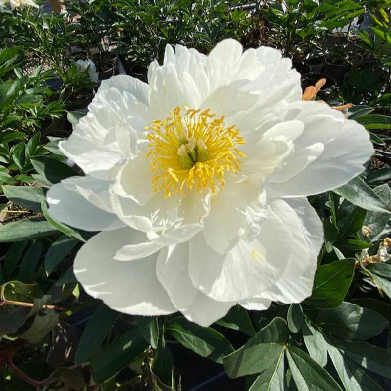 6536  Paeonia lactiflora  Miss America  I  Svenskt namn  :Luktpion  I  Krukstorlek   : SQ3  I  Förväntad Höjd  :  90 cm  I  Blomningstid :  juni-juli - 3