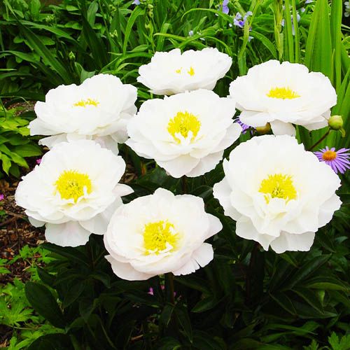 6536  Paeonia lactiflora  Miss America  I  Svenskt namn  :Luktpion  I  Krukstorlek   : SQ3  I  Förväntad Höjd  :  90 cm  I  Blomningstid :  juni-juli - 2