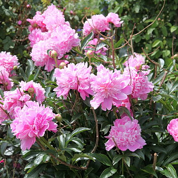 6482  Paeonia lactiflora  Monsieur Jules Elie  I  Svenskt namn  :Luktpion  I  Krukstorlek   : SQ3  I  Förväntad Höjd  :  80 cm  I  Blomningstid :  juni-juli