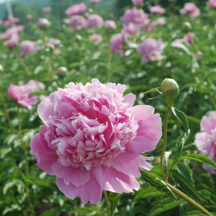 6482  Paeonia lactiflora  Monsieur Jules Elie  I  Svenskt namn  :Luktpion  I  Krukstorlek   : SQ3  I  Förväntad Höjd  :  80 cm  I  Blomningstid :  juni-juli - 2