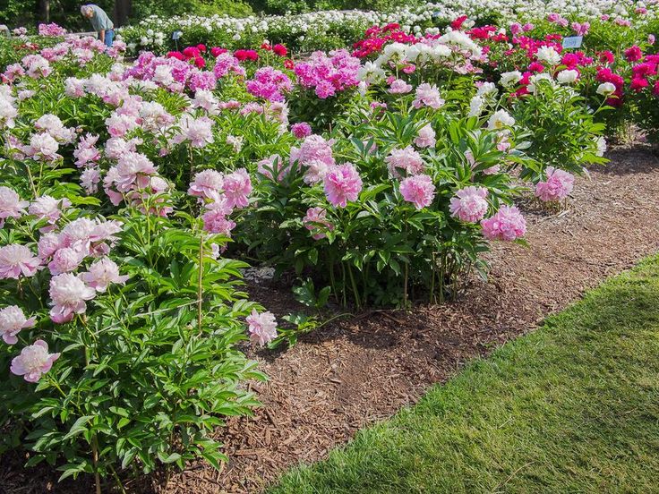 6482  Paeonia lactiflora  Monsieur Jules Elie  I  Svenskt namn  :Luktpion  I  Krukstorlek   : SQ3  I  Förväntad Höjd  :  80 cm  I  Blomningstid :  juni-juli - 3