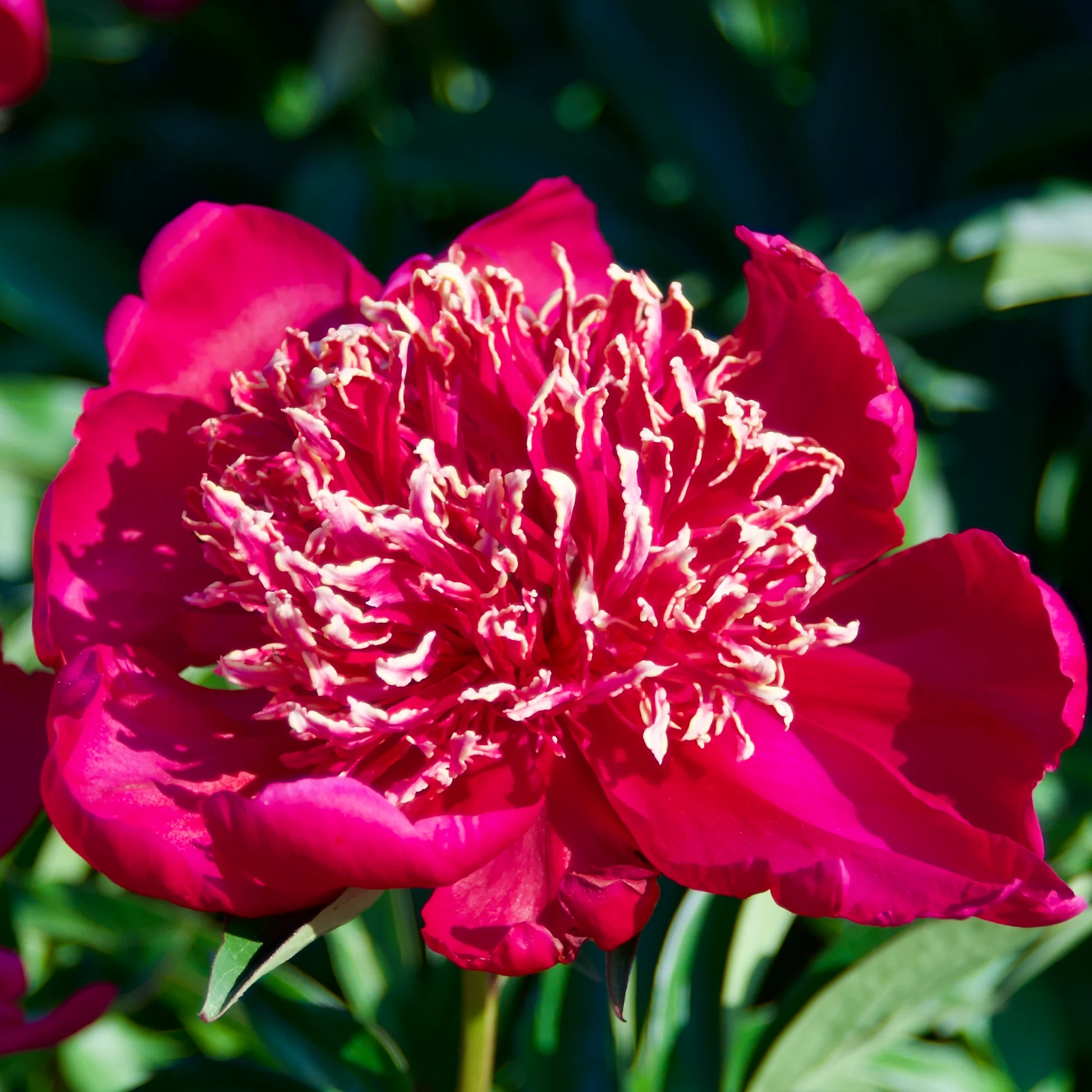 6508  Paeonia lactiflora  Nippon Beauty  I  Svenskt namn  :Luktpion  I  Krukstorlek   : SQ3  I  Förväntad Höjd  :  90 cm  I  Blomningstid :  juni-juli - 3