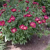 6508  Paeonia lactiflora  Nippon Beauty  I  Svenskt namn  :Luktpion  I  Krukstorlek   : SQ3  I  Förväntad Höjd  :  90 cm  I  Blomningstid :  juni-juli