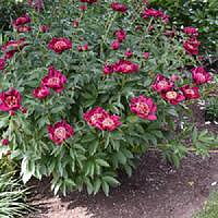 6508  Paeonia lactiflora  Nippon Beauty  I  Svenskt namn  :Luktpion  I  Krukstorlek   : SQ3  I  Förväntad Höjd  :  90 cm  I  Blomningstid :  juni-juli