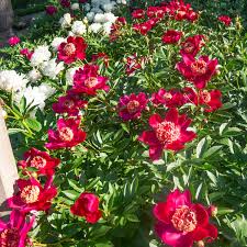 6508  Paeonia lactiflora  Nippon Beauty  I  Svenskt namn  :Luktpion  I  Krukstorlek   : SQ3  I  Förväntad Höjd  :  90 cm  I  Blomningstid :  juni-juli - 2