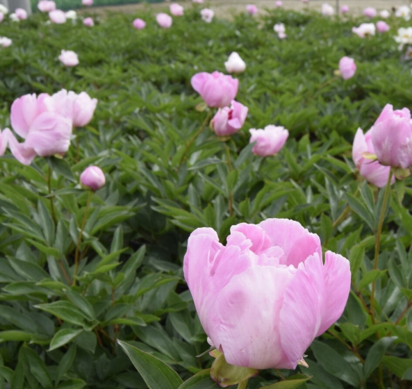 6486  Paeonia lactiflora  Nymphe  I  Svenskt namn  :Luktpion  I  Krukstorlek   : SQ3  I  Förväntad Höjd  :  80 cm  I  Blomningstid :  juni-juli - 2