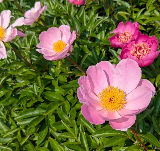 6486  Paeonia lactiflora  Nymphe  I  Svenskt namn  :Luktpion  I  Krukstorlek   : SQ3  I  Förväntad Höjd  :  80 cm  I  Blomningstid :  juni-juli