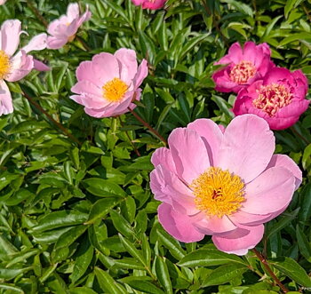 6486  Paeonia lactiflora  Nymphe  I  Svenskt namn  :Luktpion  I  Krukstorlek   : SQ3  I  Förväntad Höjd  :  80 cm  I  Blomningstid :  juni-juli