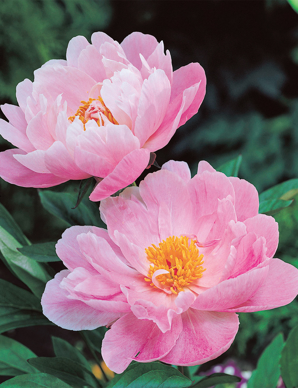 6486  Paeonia lactiflora  Nymphe  I  Svenskt namn  :Luktpion  I  Krukstorlek   : SQ3  I  Förväntad Höjd  :  80 cm  I  Blomningstid :  juni-juli - 3