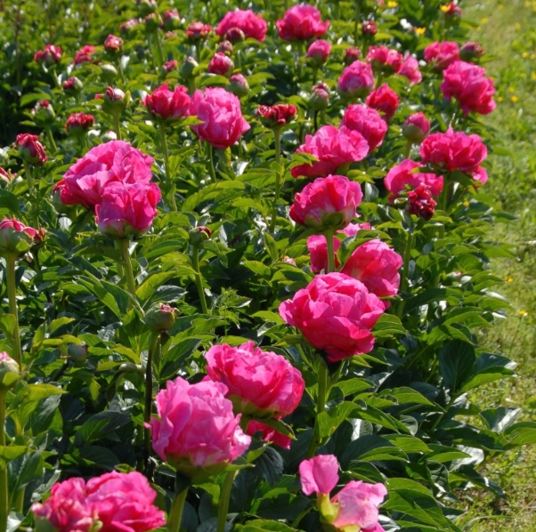 6493  Paeonia lactiflora  Paula Fay  I  Svenskt namn  :Luktpion  I  Krukstorlek   : SQ3  I  Förväntad Höjd  :  90 cm  I  Blomningstid :  juni-juli