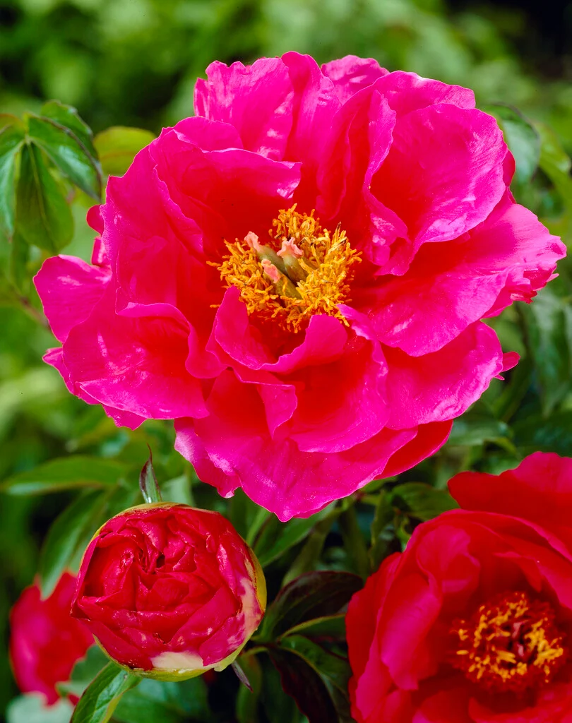6493  Paeonia lactiflora  Paula Fay  I  Svenskt namn  :Luktpion  I  Krukstorlek   : SQ3  I  Förväntad Höjd  :  90 cm  I  Blomningstid :  juni-juli - 3