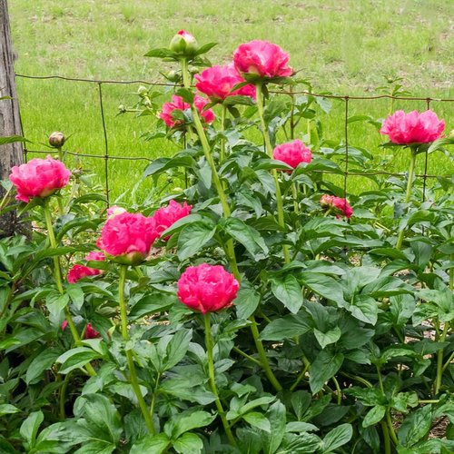 6493  Paeonia lactiflora  Paula Fay  I  Svenskt namn  :Luktpion  I  Krukstorlek   : SQ3  I  Förväntad Höjd  :  90 cm  I  Blomningstid :  juni-juli - 2