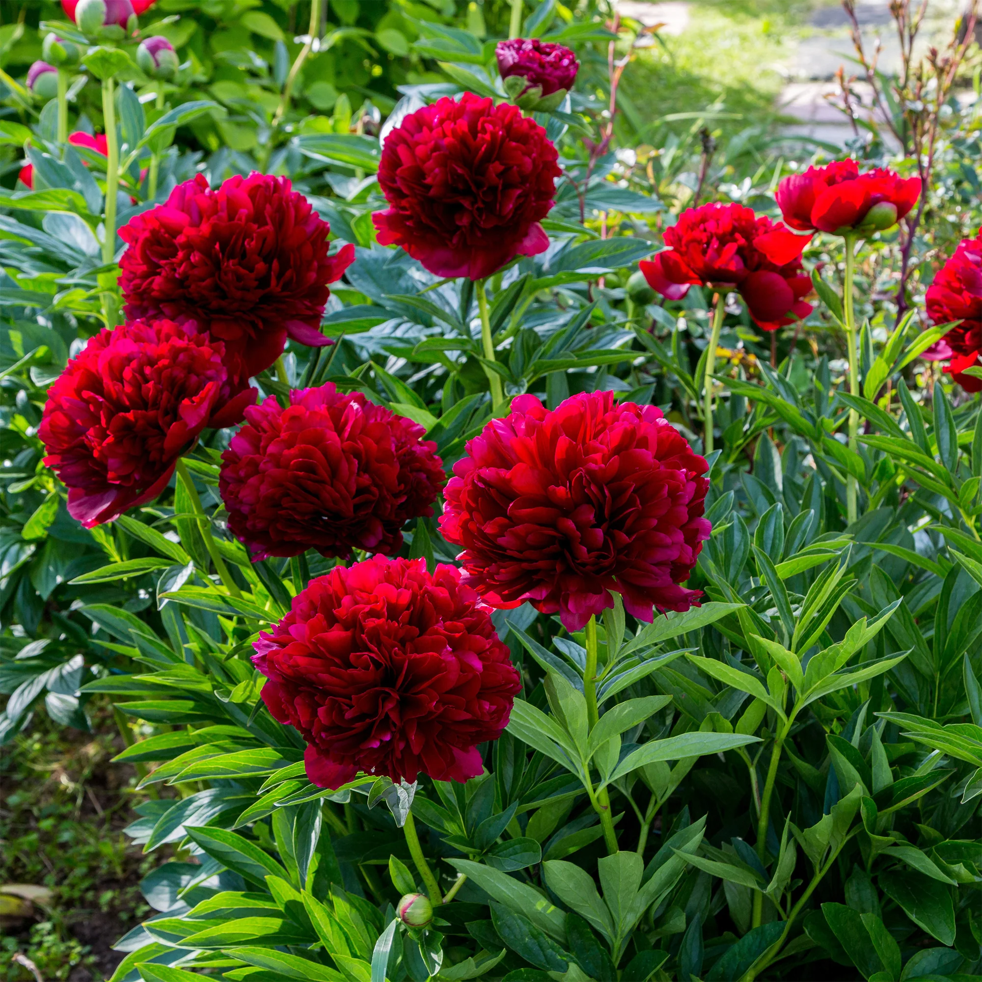 6456  Paeonia lactiflora  Red Charm  I  Svenskt namn  :Luktpion  I  Krukstorlek   : SQ5  I  Förväntad Höjd  :  80 cm  I  Blomningstid :  juni-juli