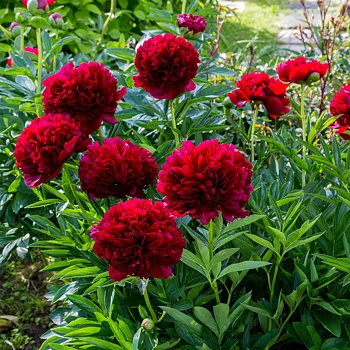 6456  Paeonia lactiflora  Red Charm  I  Svenskt namn  :Luktpion  I  Krukstorlek   : SQ5  I  Förväntad Höjd  :  80 cm  I  Blomningstid :  juni-juli