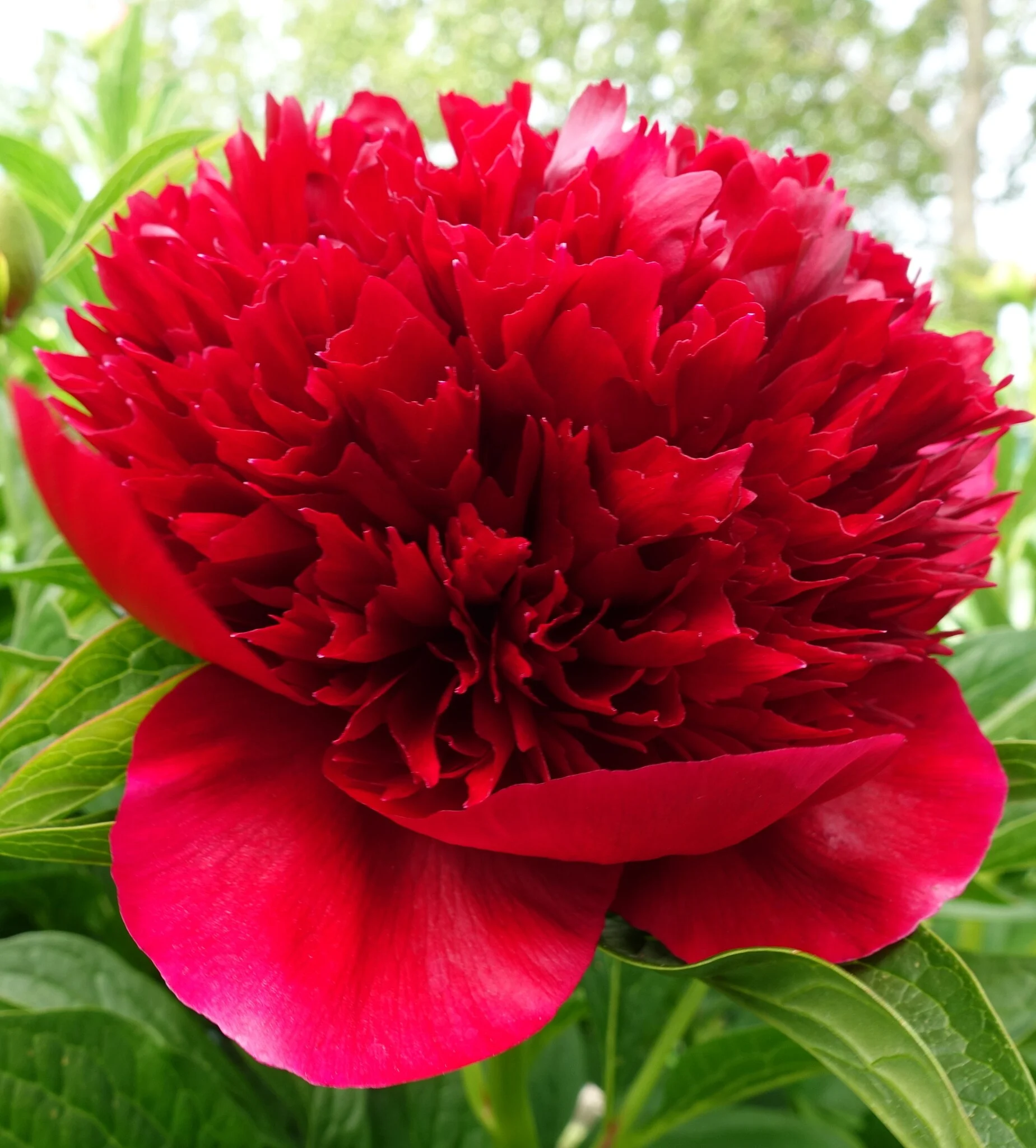 6456  Paeonia lactiflora  Red Charm  I  Svenskt namn  :Luktpion  I  Krukstorlek   : SQ5  I  Förväntad Höjd  :  80 cm  I  Blomningstid :  juni-juli - 3