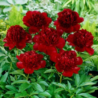 6456  Paeonia lactiflora  Red Charm  I  Svenskt namn  :Luktpion  I  Krukstorlek   : SQ5  I  Förväntad Höjd  :  80 cm  I  Blomningstid :  juni-juli - 2