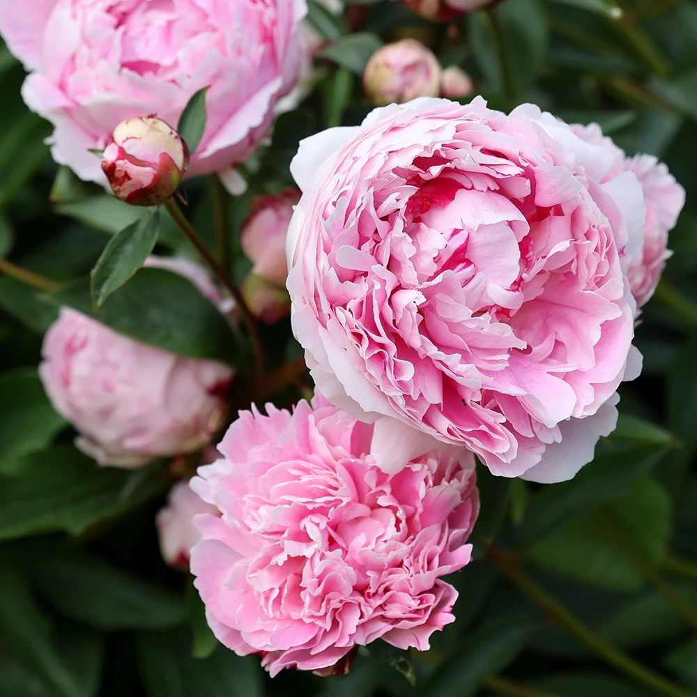 6495  Paeonia lactiflora  Sarah Bernhardt  I  Svenskt namn  :Luktpion  I  Krukstorlek   : SQ3  I  Förväntad Höjd  :  80 cm  I  Blomningstid :  juni-juli - 3